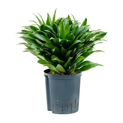 Dracaena fragrans compacta Head 3pp 18/19 v. 45 cm