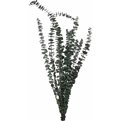 EUCALYPTUS SUŠINA ZELENÁ
