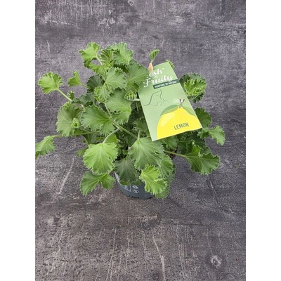 Pelargonium graveolens citron klasické listy