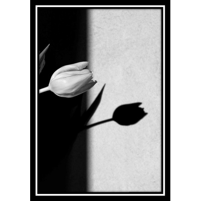 Bondecor Obraz černobílý "Tulipán" 24x30cm Barva: Bílá