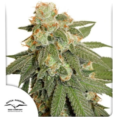 Dutch Passion AUTO Orange Bud semena neobsahují THC 100 ks