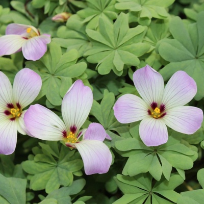 Šťavel žláznatolistý - Oxalis adenophylla - hlízy šťavelu - 3 ks
