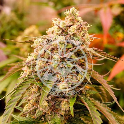 Delicious Seeds Sunday Punch semienka neobsahujú THC 100 ks