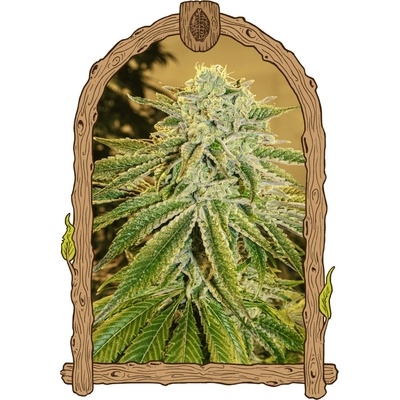 Exotic Seed White Banana Auto semienka neobsahujú THC 3 ks