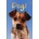Dogs