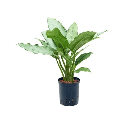 Aglaonema freedman Tuft 18/19 v80