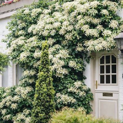 Hortenzia popínavá (Hydrangea anomala petiolaris) - výška 60-80 cm, kont. C2L