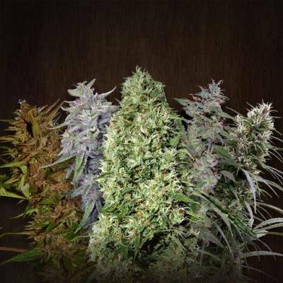 Ace Seeds Ace Mix semena neobsahují THC 5 ks