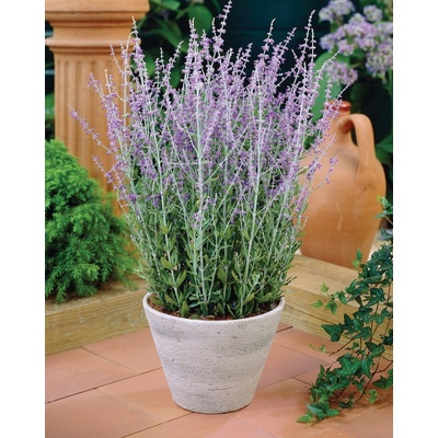 Perovskia atriplicifolia LITTLE SPIRE - perovskie, ruská šalvěj – Zboží Dáma