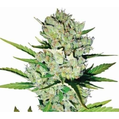 Nirvana Skunk #1 AUTO semena neobsahují THC 10 ks