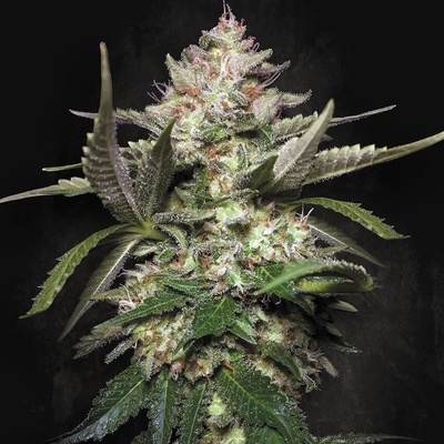 Paradise Seeds AUTO Kong 4 semena neobsahují THC 5 ks