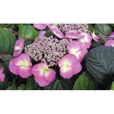 Hortenzia pílovitá Hydrangea serrata 'Cotton Candy' výška 30-40 cm kvetináč 5 l