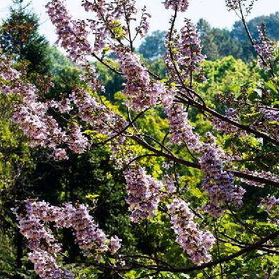 Paulovnie plstnatá - Paulownia tomentosa - semena paulovnie - 15 ks