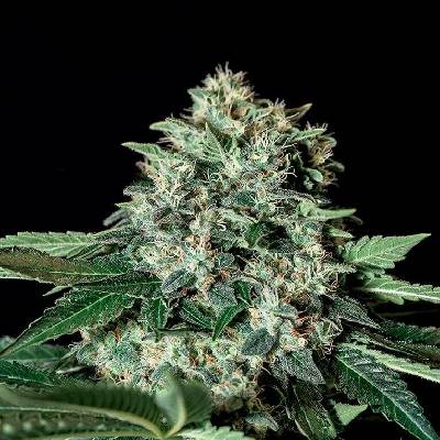 Genehtik Gorila Bilbo semena neobsahují THC 5 ks