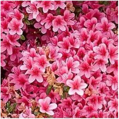 Azalea (J) 'Silvester' 25-30 C4L