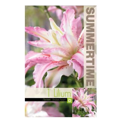 Seklos Лилиум Разбито сърце Lilium Broken heart - 1 бр луковица