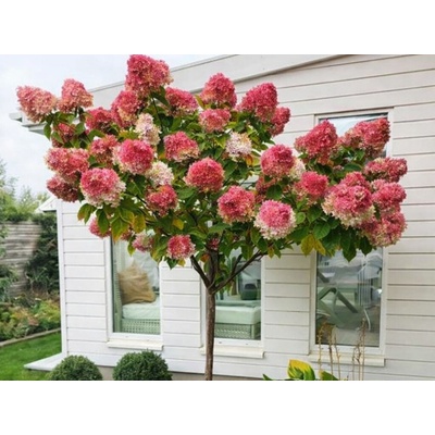 Hortenzia metlinatá Wims Red na 60 cm kmienku, výška 80-110 cm, kvetináč 5 l