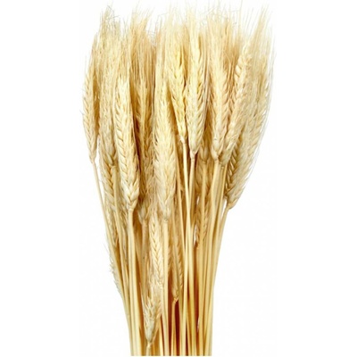 Dekorace sušiny TRITICUM-PŠENICE vousatá 40g