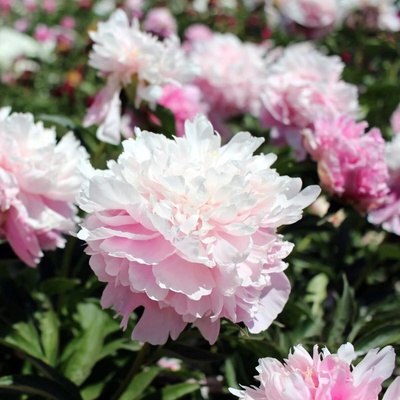Pivoňka Amabilis Paeonia lactiflora hlízy pivoňky 1 ks