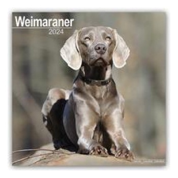 Weimaraner Weimaraner 16-Monats 2024