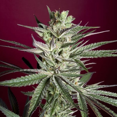 Reggae Seeds Juanita La Lagrimosa semena neobsahují THC 1 ks