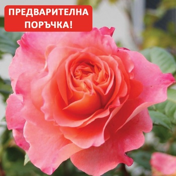 Tantau® Роза Augusta Luise®- Tantau® (Аугуста Луиз)