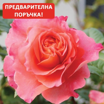 Tantau® Роза Augusta Luise®- Tantau® (Аугуста Луиз)
