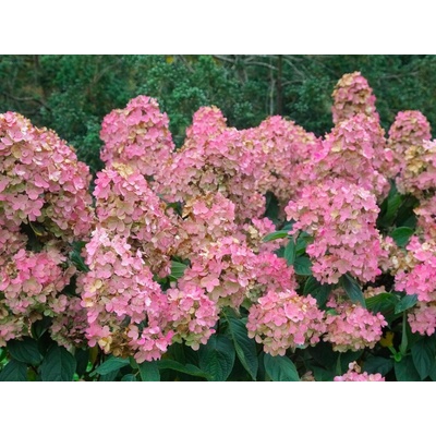Hortenzia metlinatá Pink Diamond, výška 30-40 cm, kvetináč 19 cm