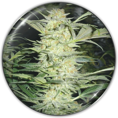 Medical Seeds Co. White Widow semienka neobsahujú THC 3 ks