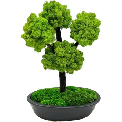 Bonsaj bezúdržbový Black 35cm