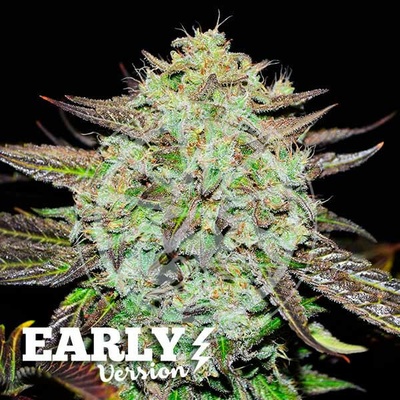 Delicious Seeds Purple Mango Kush Early Version semena neobsahují THC 3 ks