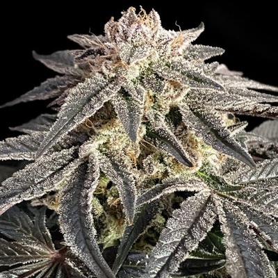 Advanced Seeds Permanent Marker semena neobsahují THC 1 ks – Hledejceny.cz
