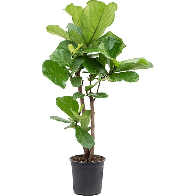 Ficus lyrata Stem (160-180) 45x250 cm