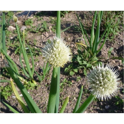 Cibule zimní Česnek ošlejch - Allium fistulosum - prodej semen - 120 ks