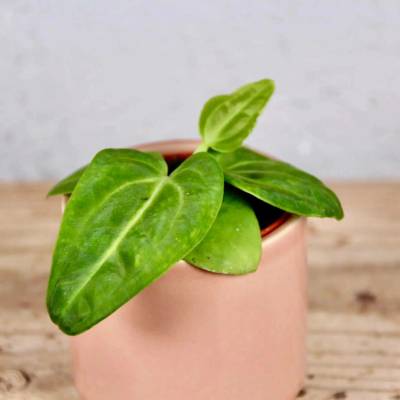 Anthurium Villenaorum baby