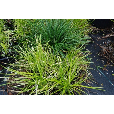 Ophiopogon japonicus
