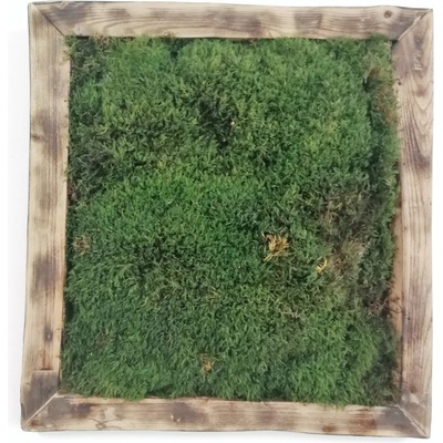 Machový obraz- lesný mach 35cm x 35cm