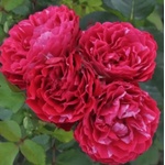 Taste of Love® Роза Dolce® - (Ядлива роза) - Taste of Love®