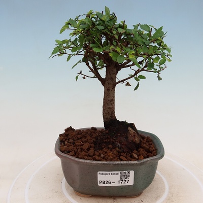 e-bonsai Pokojová bonsai - Ulmus parvifolia - Malolistý jilm