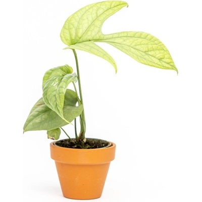 Gardners Monstera Amydrium Medium Silver, průměr 6 cm Monstera skvostná
