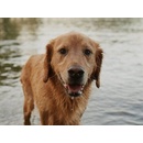 Veterinární přípravky Frontline Tri-Act Spot-On Dog XL 40-60 kg 1 x 6 ml