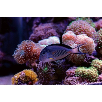 DIMEX ART s. r. o Флизелинов фототапет риба с корали 375 x 250 см