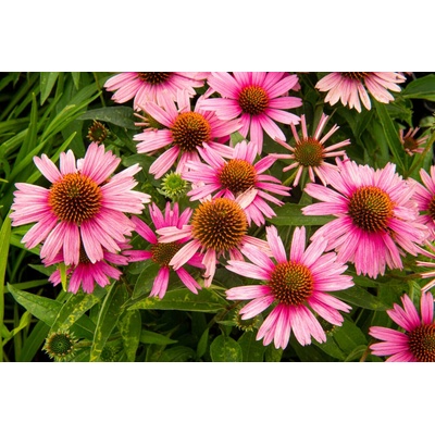 GREENBOSS FLOWER Echinacea 'Papallo Compact Rose' Průměr květináče: 9 až 12 cm