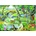 House of Puzzles - Puzzle Tales Of The River - 500 piese