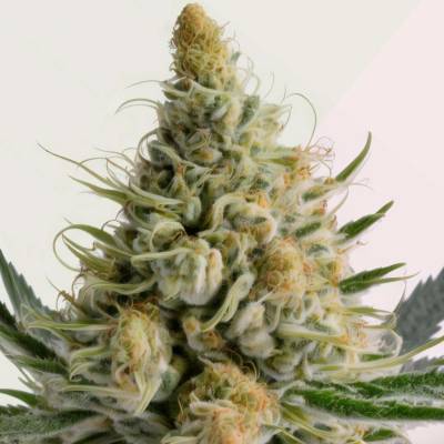 Kera Seeds Bubblegum semena neobsahují THC 3 ks