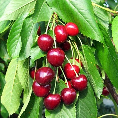 Čerešňa RIVAN prunus avium
