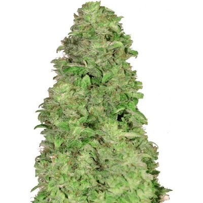 420 Fast Buds CBD 20:1 AUTO semena neobsahují THC 3 ks