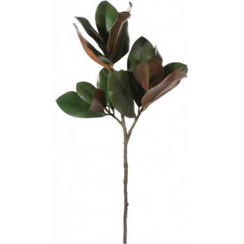SHISHI Listy magnolie 80 cm