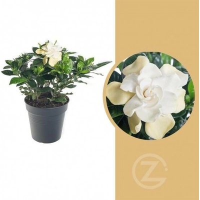 Gardénie jasmínovitá, Gardenia jasminoides, bílá
