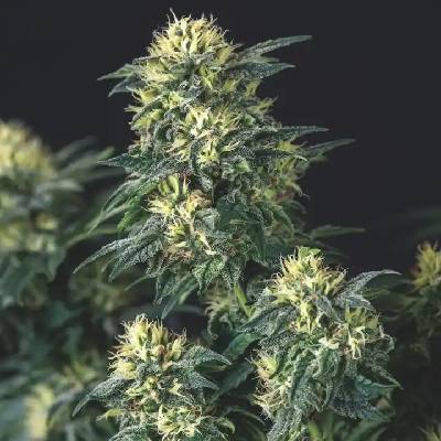 Pyramid Seeds Anesthesia x Runtz semienka neobsahujú THC 5 ks